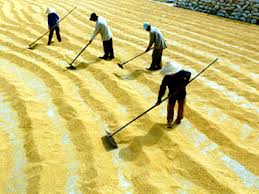Xây dựng 40 vùng sản xuất lúa hàng hóa chất lượng cao tại Hà Nội 
