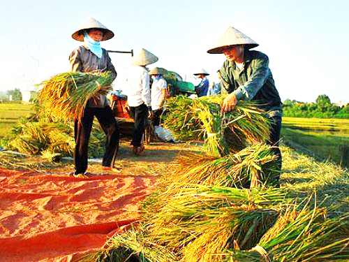 Xây dựng thương hiệu “Gạo Thủ đô”