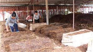 Xây dựng thương hiệu cho nấm Lạng Giang