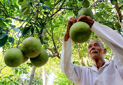 Xây dựng thương hiệu để bưởi thanh trà vươn xa