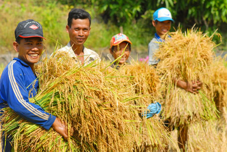 Xây dựng thương hiệu gạo Việt: Hành trình gian nan