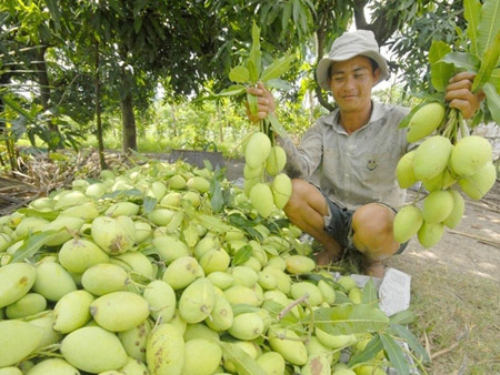 Xoài cát Hòa Lộc "sống khỏe" ở Cần Giờ nhờ VietGAP