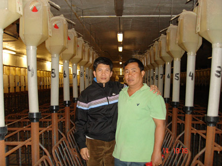 Xuất ngoại nuôi heo
