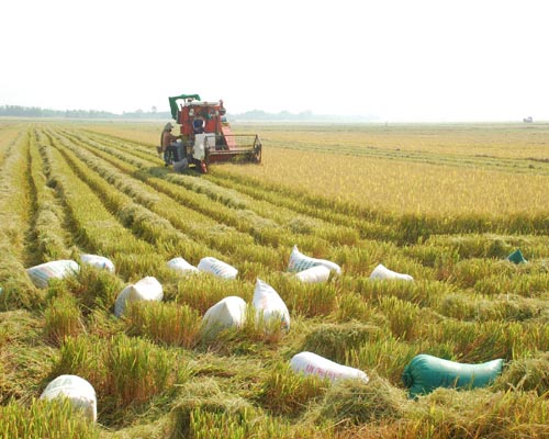 Xuất siêu nông sản: Mặt trái tấm huy chương