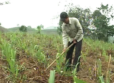 Yên Sơn tập trung trồng mía nguyên liệu năm 2013