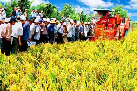 Liên kết nông dân - doanh nghiệp trong “Cánh đồng lớn”
